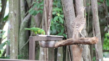 Güzel yeşil eklektus papağan kuşu. Eklektus papağanı Solomon Adaları, Sumba, Yeni Gine ve Avustralya 'nın kuzeydoğusunda ve Maluku Adaları' nda yaşayan bir papağandır.