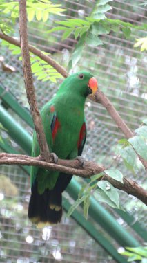 Moluccan Eclectus (Eclectus Roratus) - a species of Parrot native to the Maluku Islands (Moluccas) known for extreme sexual dimorphism, where the male is entirely green and the female entirely red. clipart