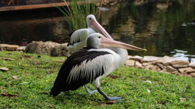 Beyaz Pelikan (Pelecanus onocrotalus) Göl kenarında yürüyen bir pelikanın yakın görüntüsü