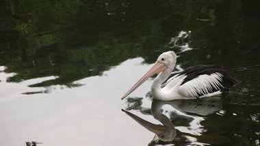 Beyaz Pelikan (Pelecanus onocrotalus) Göl kenarında yürüyen bir pelikanın yakın görüntüsü