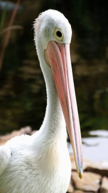 Beyaz Pelikan (Pelecanus onocrotalus) Göl kenarında yürüyen bir pelikanın yakın görüntüsü