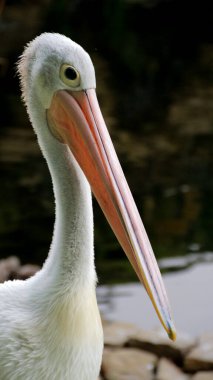 Beyaz Pelikan (Pelecanus onocrotalus) Göl kenarında yürüyen bir pelikanın yakın görüntüsü
