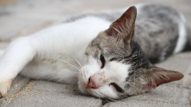 Yere bakan beyaz kedi suratlı bir yakın çekim.