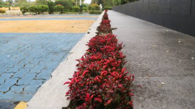 Alternanthera ficoidea kırmızı Chartreuse - Joseph 's Coat, Jacob' s Coat