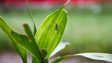 Yeşil yapraklı örümceğe yaklaş