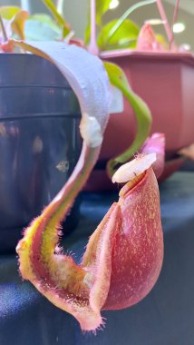 Atıcı bitki, Nepenthes rafflesiana, Koyu kırmızı yırtıcı maymun kapları bitki, tropik sürahi bitkileri, yumuşak seçici odaklı Nepenthes mirabilis, makro görüntü