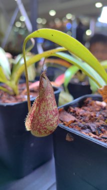 Atıcı bitki, Nepenthes rafflesiana, Koyu kırmızı yırtıcı maymun kapları bitki, tropik sürahi bitkileri, yumuşak seçici odaklı Nepenthes mirabilis, makro görüntü
