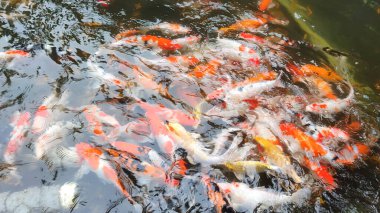 Süslü sazan balığı arka planda avlanıyor. Renkli Koi balıkları.