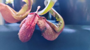 Atıcı bitki, Nepenthes rafflesiana, Koyu kırmızı yırtıcı maymun kapları bitki, tropik sürahi bitkileri, yumuşak seçici odaklı Nepenthes mirabilis, makro görüntü