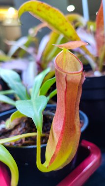 Atıcı bitki, Nepenthes rafflesiana, Koyu kırmızı yırtıcı maymun kapları bitki, tropik sürahi bitkileri, yumuşak seçici odaklı Nepenthes mirabilis, makro görüntü