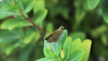 Kelebek Kestane Bob, ben salata, çiftleşme, yeşil arka plan.