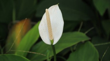 Alocasia cucullata, Çin tarosu, Çin maymunu, Buda 'nın eli ve kapüşonlu fil kulağı olarak bilinen kuş familyasından bir bitki türü..