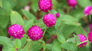 Gomphrena globosa, Amaranthaceae familyasından yenebilir bir bitki türü.