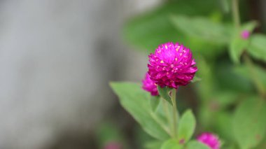Gomphrena globosa, Amaranthaceae familyasından yenebilir bir bitki türü.