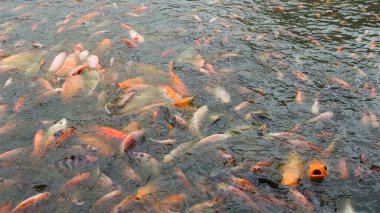 Suyun yüzeyine akın eden yoğun bir Japon balığı sürüsünün yakın çekimi hareketlilik ve etkileşim sahnesi yaratır. Gölette renkli, parıldayan pullar.