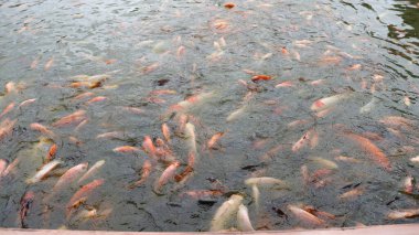 Suyun yüzeyine akın eden yoğun bir Japon balığı sürüsünün yakın çekimi hareketlilik ve etkileşim sahnesi yaratır. Gölette renkli, parıldayan pullar.