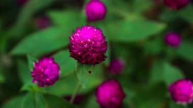 Gomphrena globosa, Amaranthaceae familyasından yenebilir bir bitki türü.
