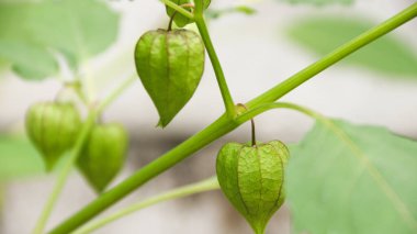 Ciplukan, cecendetan (Physalis angulata L.) büyümüş çiçek yapraklarıyla kaplandığında bitkisel ilaç olarak yenebilen tropikal bir bitkidir..