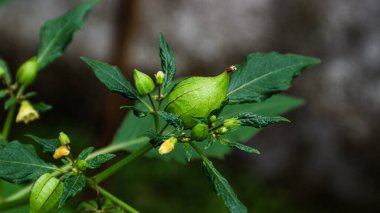 Ciplukan, cecendetan (Physalis angulata L.) büyümüş çiçek yapraklarıyla kaplandığında bitkisel ilaç olarak yenebilen tropikal bir bitkidir..