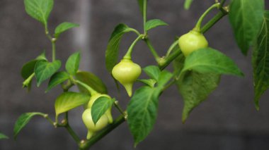 Ağacın üzerindeki organik kırmızı ve sarı Biquinho biberleri, yazın organik sebze bahçesinde tatlı biber damlaları yetişir. Ağaçta Biquinho Pepper meyvesi. Bu tipik bir Brezilya biberi.