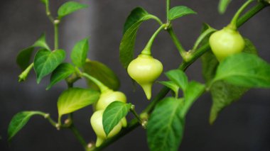 Ağacın üzerindeki organik kırmızı ve sarı Biquinho biberleri, yazın organik sebze bahçesinde tatlı biber damlaları yetişir. Ağaçta Biquinho Pepper meyvesi. Bu tipik bir Brezilya biberi.