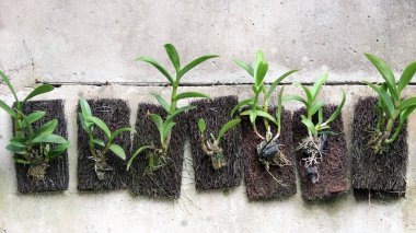 Duvarında eğrelti otu tahtası olan orkide.