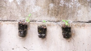 Geri dönüştürülmüş plastik şişelerde yetişen sebzeler, yeniden kullanılabilir yeşil geri dönüşüm kavramı..