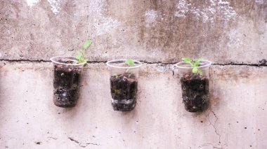 Geri dönüştürülmüş plastik şişelerde yetişen sebzeler, yeniden kullanılabilir yeşil geri dönüşüm kavramı..
