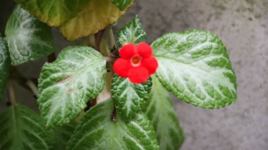 Episcia Cupreata 'nın kırmızı çiçeği. Hanst bahçede. Yeşil yapraklı kırmızı çiçeklerin yakın çekimi..