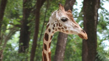 Angolan zürafası (Giraffa camelopardalis angolensis), genç hayvan, hayvan portresi, hayvanat bahçesindeki zürafaya yakın çekim.