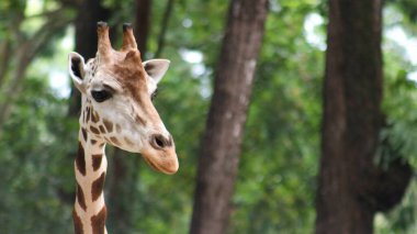 Angolan zürafası (Giraffa camelopardalis angolensis), genç hayvan, hayvan portresi, hayvanat bahçesindeki zürafaya yakın çekim.