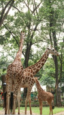 Angolan zürafası (Giraffa camelopardalis angolensis), genç hayvan, hayvan portresi, hayvanat bahçesindeki zürafaya yakın çekim.