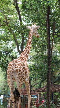 Angolan zürafası (Giraffa camelopardalis angolensis), genç hayvan, hayvan portresi, hayvanat bahçesindeki zürafaya yakın çekim.