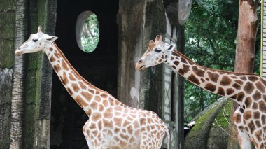 Angolan zürafası (Giraffa camelopardalis angolensis), genç hayvan, hayvan portresi, hayvanat bahçesindeki zürafaya yakın çekim.