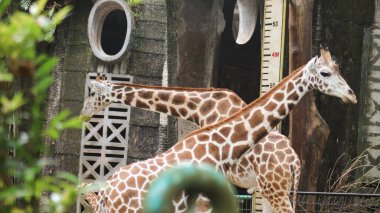 Angolan zürafası (Giraffa camelopardalis angolensis), genç hayvan, hayvan portresi, hayvanat bahçesindeki zürafaya yakın çekim.