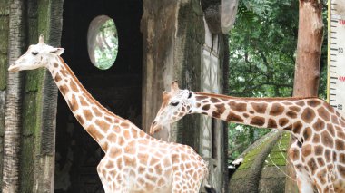 Angolan zürafası (Giraffa camelopardalis angolensis), genç hayvan, hayvan portresi, hayvanat bahçesindeki zürafaya yakın çekim.