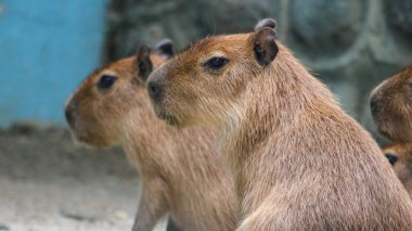 Capybara (Hydrochoerus), Gine domuzu familyasından yaşayan en büyük kemirgen türüdür. Suyu seven dost canlısı hayvan..