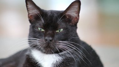 Arka planda bulanık bir şekilde ön kameraya bakan siyah bir kedi suratı. En yakın göze odaklan.