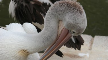 Beyaz Pelikan (Pelecanus onocrotalus) Göl kenarında yürüyen bir pelikanın yakın görüntüsü