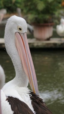 Beyaz Pelikan (Pelecanus onocrotalus) Göl kenarında yürüyen bir pelikanın yakın görüntüsü