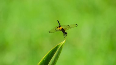Rhyothemis Phyllis Dragonfly (Sarı çizgili Flutterer) Bir Dal üzerine tünemiştir: Doğal yaşam alanına ayrıntılı olarak yakın plan