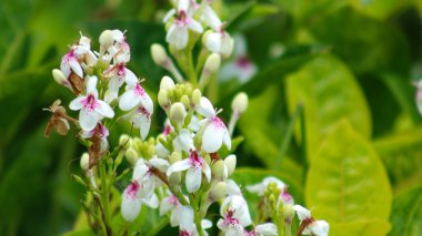 Japon yasemin ya da Carruthers 'ın sahte yüzü (Pseuderanthemum maculatum) çiçek açıyor.