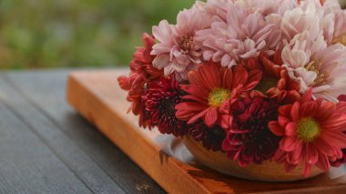 Bir sepet kırmızı, pembe, sarı ve mor papatya doğa. Asteraceae, Asteraceae familyasından bir bitki cinsidir..