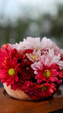 Bir sepet kırmızı, pembe, sarı ve mor papatya doğa. Asteraceae, Asteraceae familyasından bir bitki cinsidir..