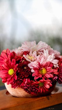 Bir sepet kırmızı, pembe, sarı ve mor papatya doğa. Asteraceae, Asteraceae familyasından bir bitki cinsidir..