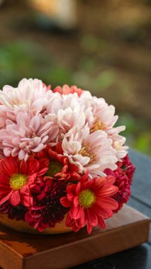 Bir sepet kırmızı, pembe, sarı ve mor papatya doğa. Asteraceae, Asteraceae familyasından bir bitki cinsidir..
