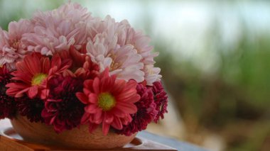 Bir sepet kırmızı, pembe, sarı ve mor papatya doğa. Asteraceae, Asteraceae familyasından bir bitki cinsidir..