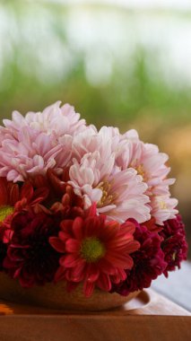 Bir sepet kırmızı, pembe, sarı ve mor papatya doğa. Asteraceae, Asteraceae familyasından bir bitki cinsidir..