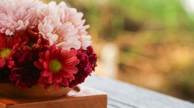 Bir sepet kırmızı, pembe, sarı ve mor papatya doğa. Asteraceae, Asteraceae familyasından bir bitki cinsidir..