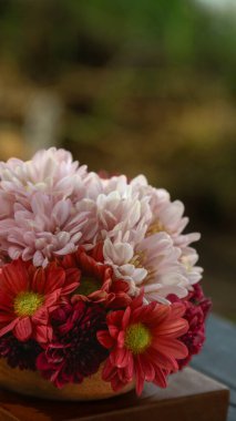 Bir sepet kırmızı, pembe, sarı ve mor papatya doğa. Asteraceae, Asteraceae familyasından bir bitki cinsidir..